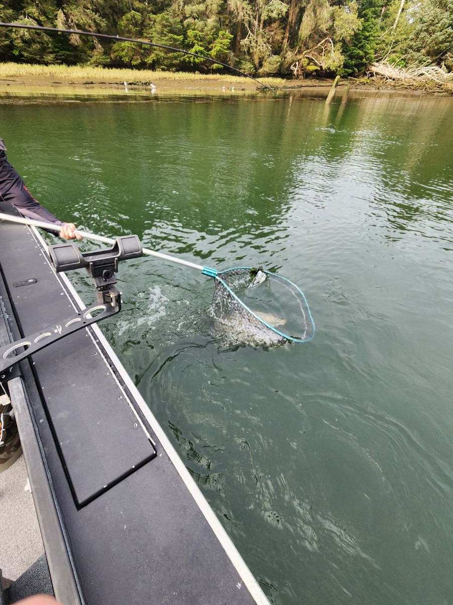 Netting a salmon boatside on the Siletz River